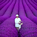 ; Incredible-Lavender-Garden