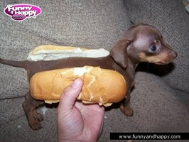 ; Funny-Hot-Dog