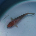 Ochiba 14cm Hosokai