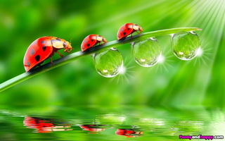;Beautiful-Ladybird-and-dewdrops
