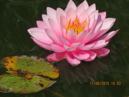 Nymphaea Mayla