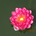 Nymphaea Manee Red