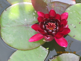 Nymphaea Black Princess