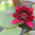 Nymphaea Black Princess