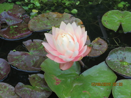 Nymphaea Blushing Bride