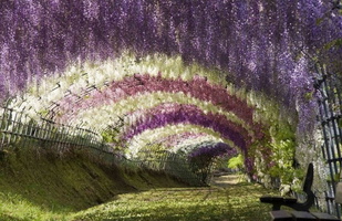 06 z ashikaga-flower-park-4