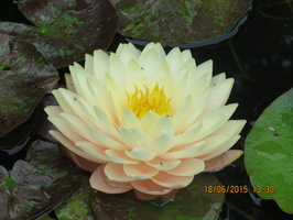 Nymphaea Blushing Bride