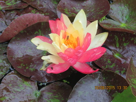 Nymphaea Wanvisa