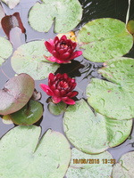 Nymphaea Black Princess