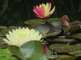 Nymphaea Blushing Bride & Wanvisa