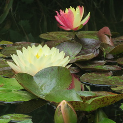 Nymphaea