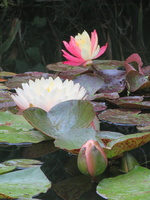 Nymphaea Blushing Bride & Wanvisa