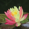 Nymphaea Wanvisa