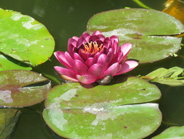 Nymphaea Almost Black