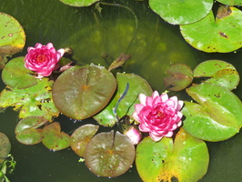 Nymphaea Siam Rose