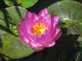 Nymphaea Siam Purple 2