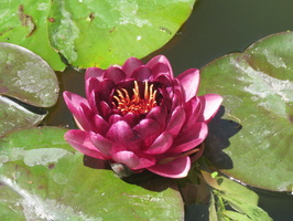 Nymphaea Almost Black