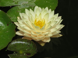 Nymphaea Blushing Bride