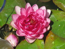 Nymphaea Siam Rose
