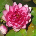 Nymphaea Siam Rose