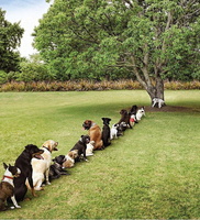 ; queue-toilettes-chiens