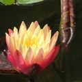 Nymphaea ‛Gregg's Orange Beauty'