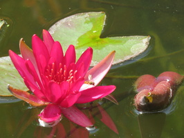 Nymphaea hidden violet