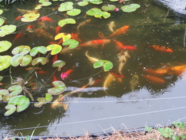 Koïs et poissons japonais à l'heure du repas