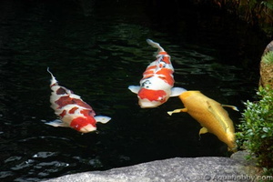 DaikonYa Koi Pond 4