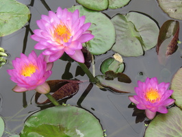 Nymphaea Siam Purple 1