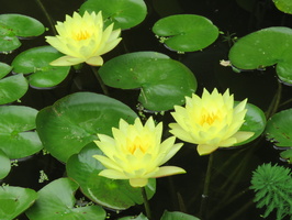 Nymphaea Joey Tomocik