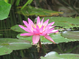 Nymphaea Siam Purple 2