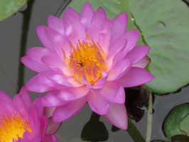 Nymphaea Siam Purple 1