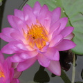 Nymphaea Siam Purple 1