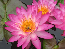 Nymphaea Siam Pink 2