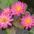 Nymphaea Siam Pink 2