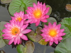 Nymphaea Siam Pink 2