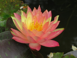 Nymphaea Wanvisa