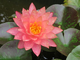 Nymphaea Wanvisa