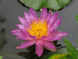 Nymphaea Siam Purple 2