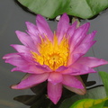 Nymphaea Siam Purple 2