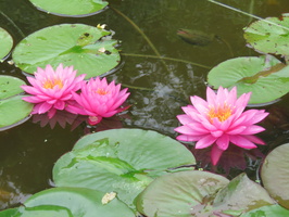 Nymphaea Mayla