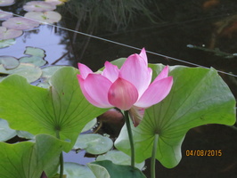 Nelumbo Lavender Lady