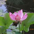 Nelumbo Lavender Lady