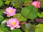 Nymphaea Siam Purple 1 & Siam Pink 2