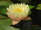 Nymphaea Blushing Bride