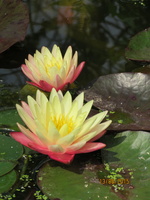 Nymphaea ‛Gregg's Orange Beauty'