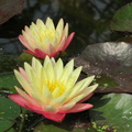 Nymphaea ‛Gregg's Orange Beauty'