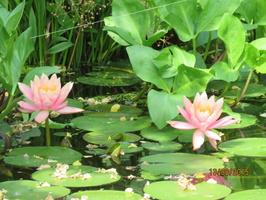 Nymphaea Colorado