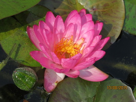 Nymphaea Siam Pink 2